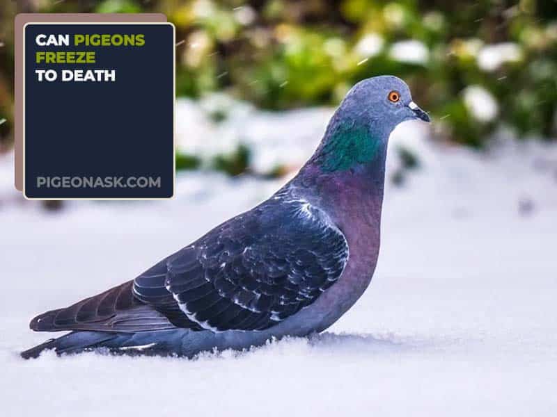 Can Pigeons Freeze to Death