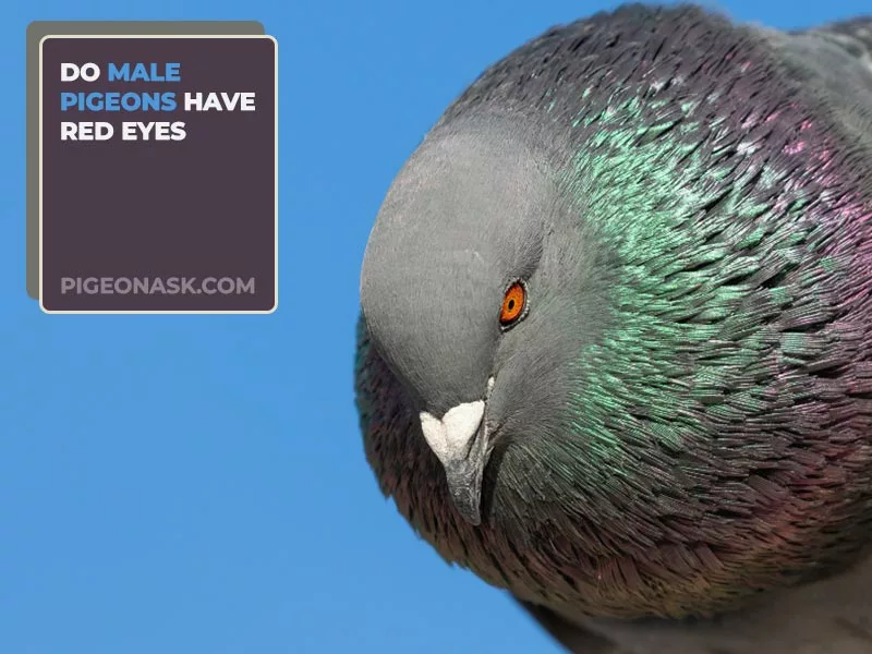 Do Male Pigeons Have Red Eyes