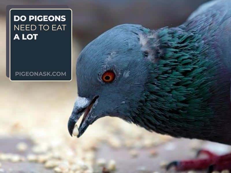 Why Do Pigeons Eat So Much? - Pigeon Ask
