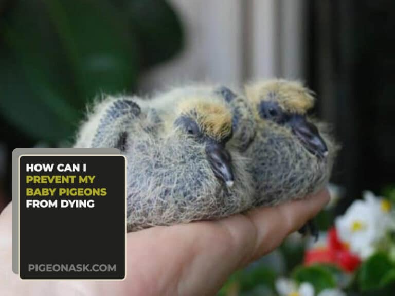 Why Do My Baby Pigeons Keep Dying? - Pigeon Ask