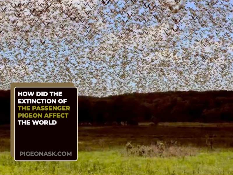 How Did the Extinction of the Passenger Pigeon Affect the World