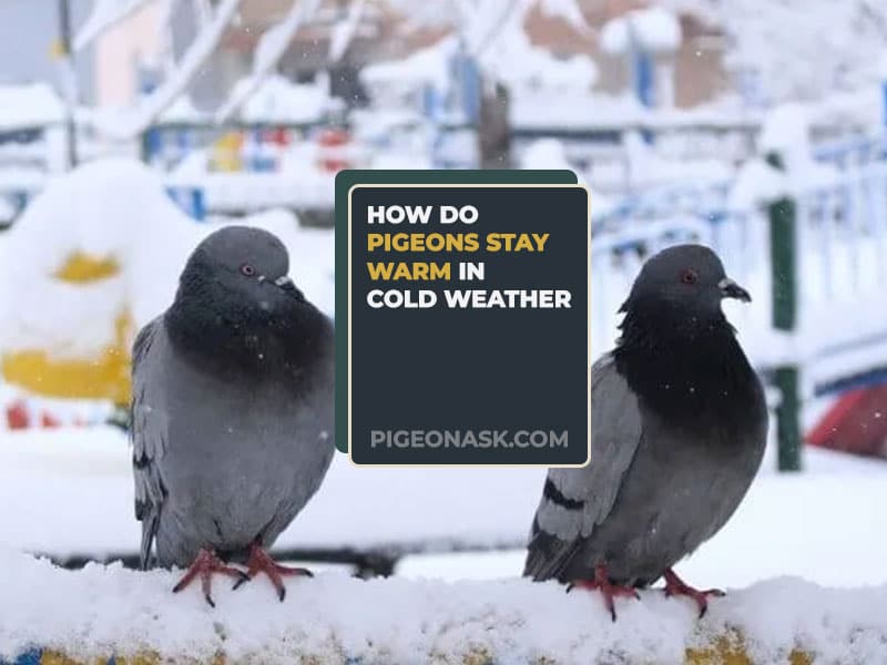 How Do Pigeons Stay Warm in Cold Weather