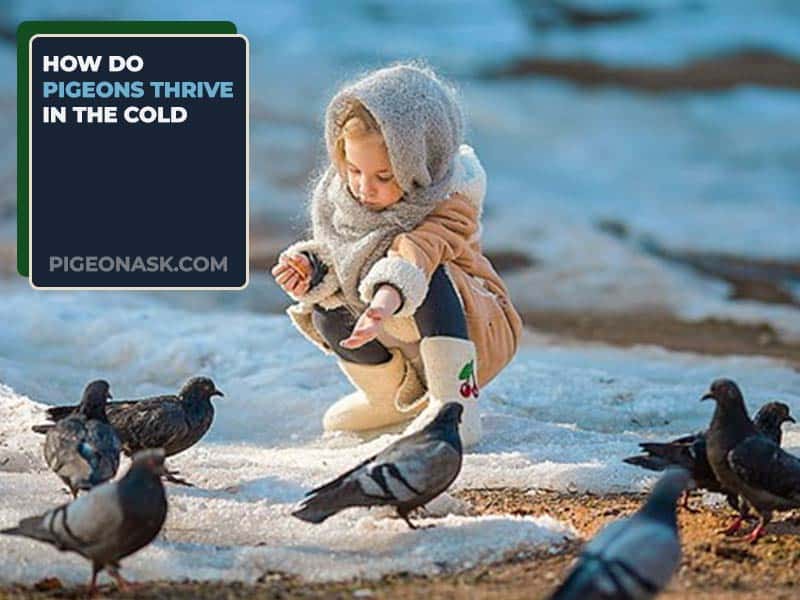 How do pigeons thrive in the cold