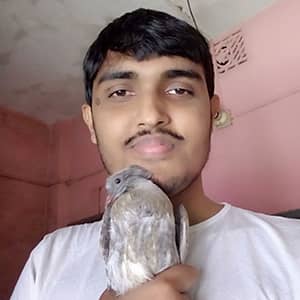 Kawkab Nadim | Pigeon Ask