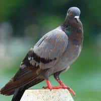 Pigeon Blogs