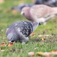 Pigeon Foods