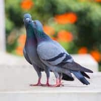 Pigeon Fun Facts