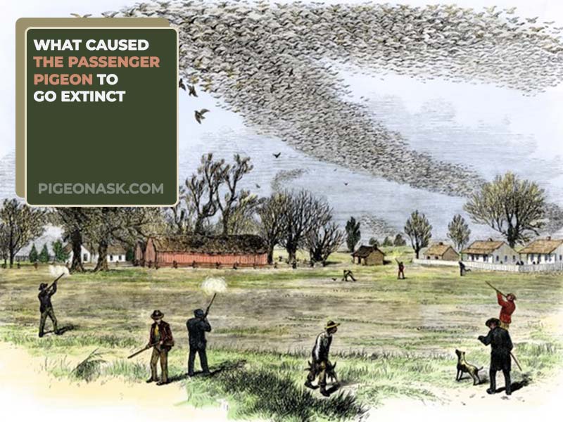 What Caused the Passenger Pigeon to Go Extinct