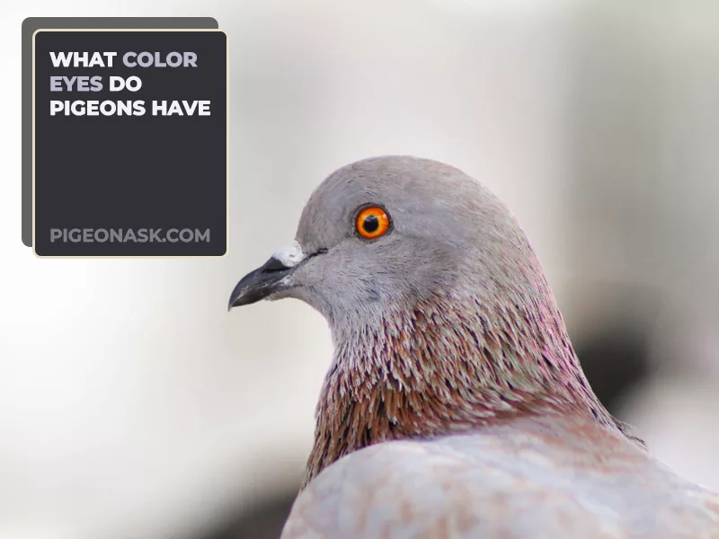 What Color Eyes Do Pigeons Have