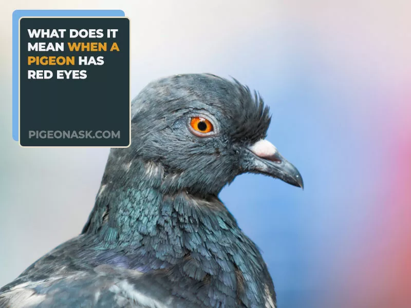 What Does It Mean When a Pigeon Has Red Eyes