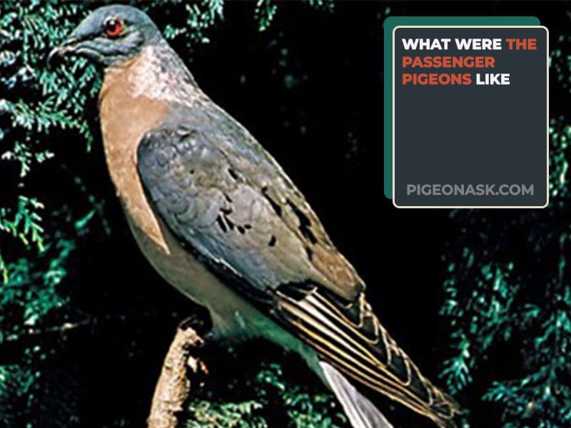 What Were the Passenger Pigeons Like