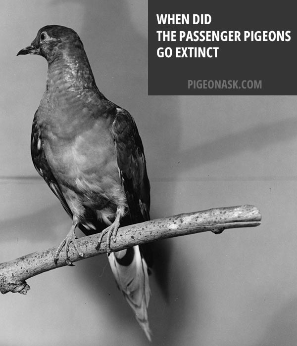 When Did the Passenger Pigeons Go Extinct