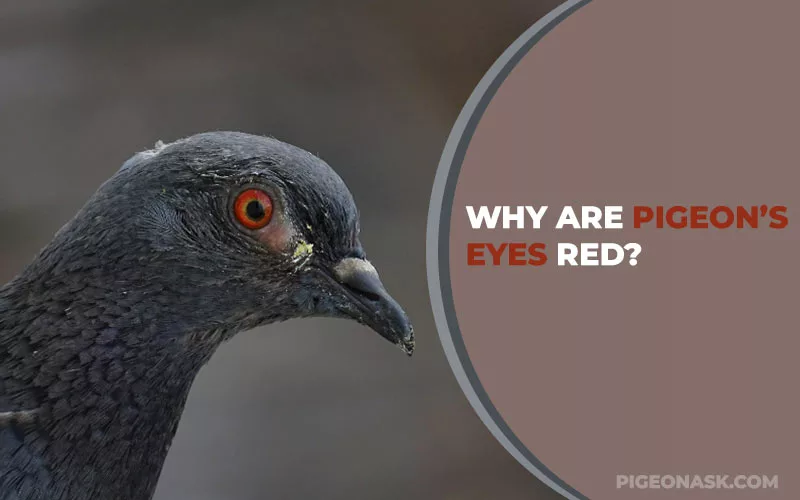 Why Are Pigeon’s Eyes Red