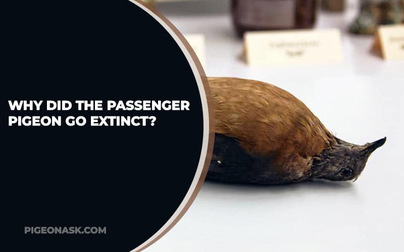 Why Did the Passenger Pigeon Go Extinct?