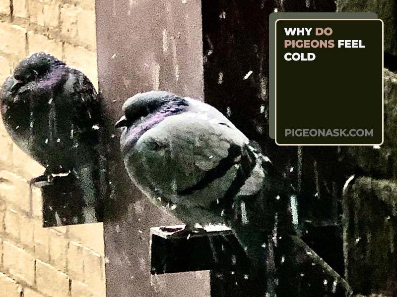 Why Do Pigeons Feel Cold