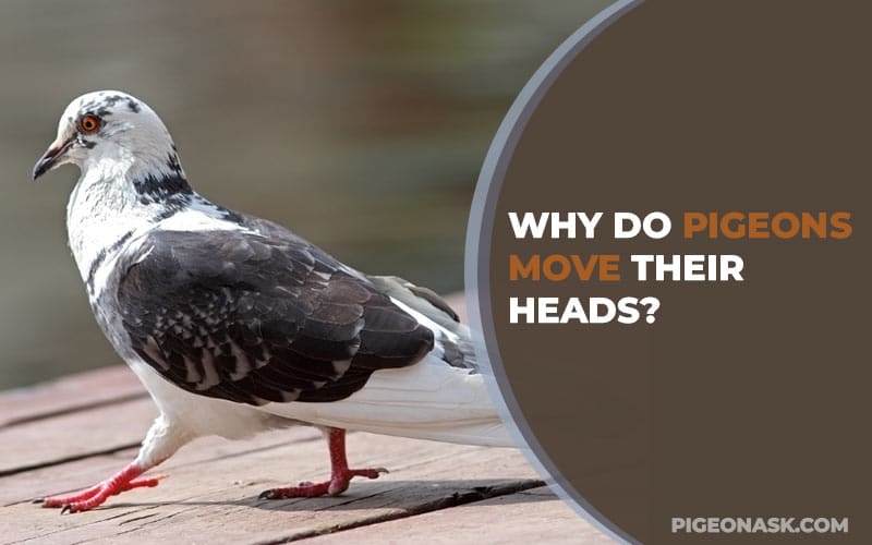 Why Do Pigeons Move Their Heads