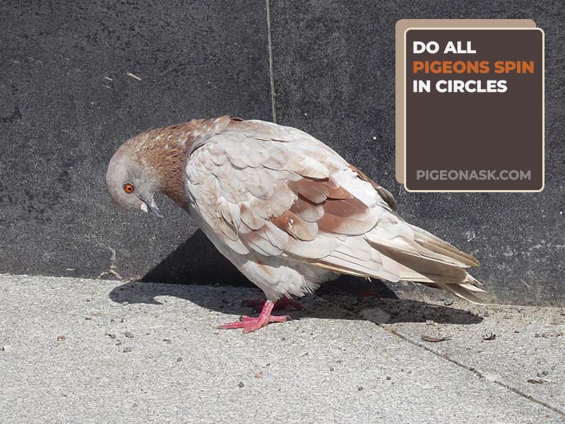 Do All Pigeons Spin in Circles