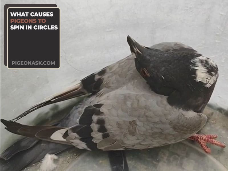 What Causes Pigeons to Spin in Circles