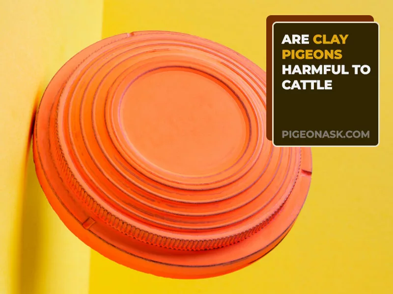 Are Clay Pigeons Harmful to Cattle