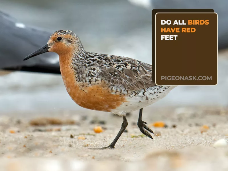 Do All Birds Have Red Feet