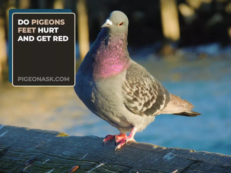 Do Pigeons Feet Hurt and Get Red