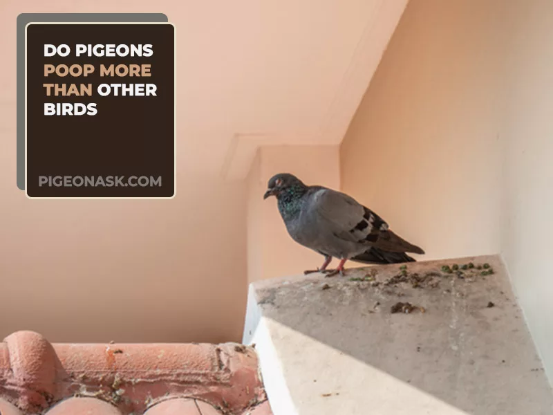 Do Pigeons Poop More Than Other Birds