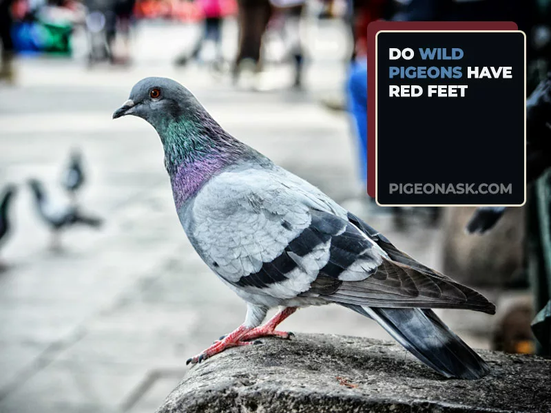 Do Wild Pigeons Have Red Feet