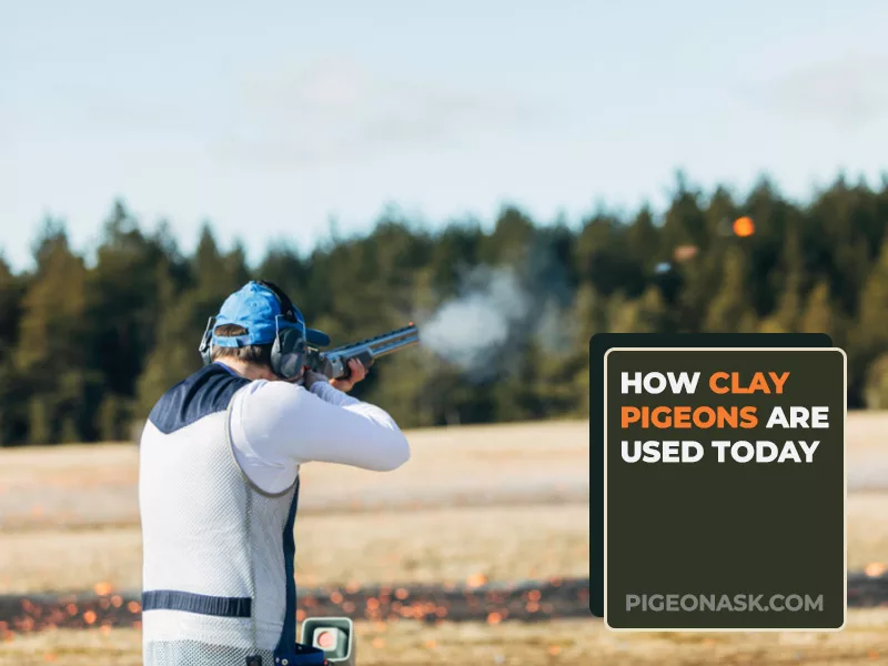 How Clay Pigeons Are Used Today