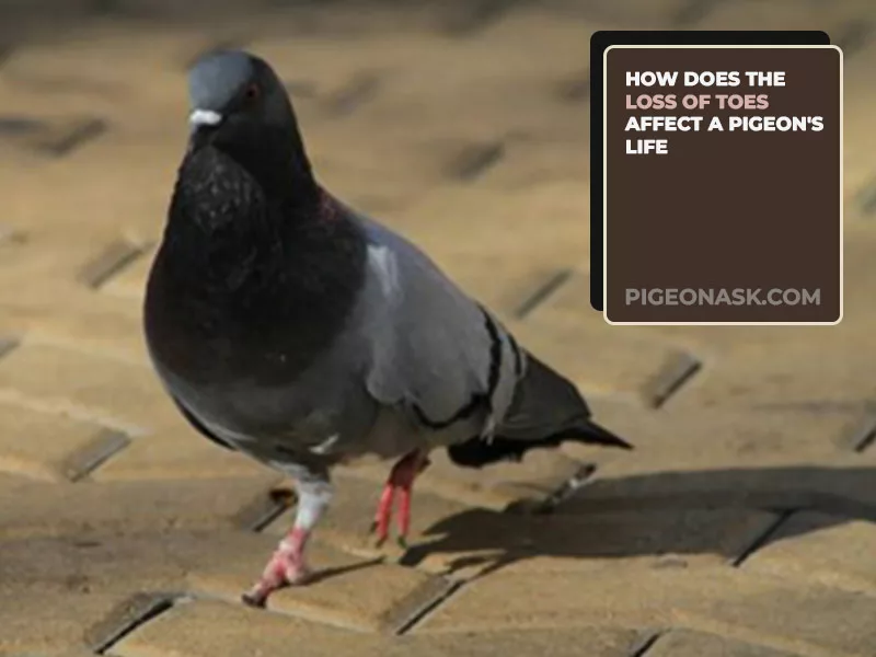 How Does the Loss of Toes Affect a Pigeon's Life