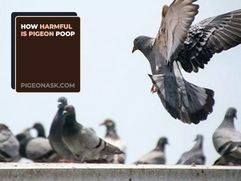 How Harmful is Pigeon Poop