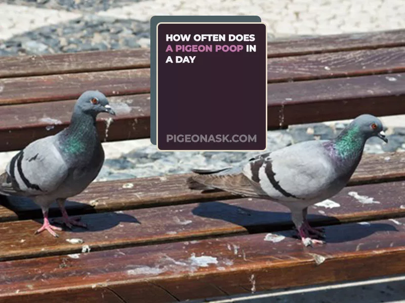 How Often Does a Pigeon Poop in a Day