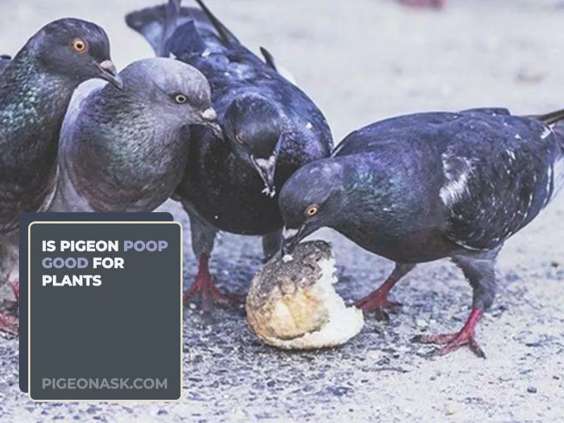 Is Pigeon Poop Good for Plants