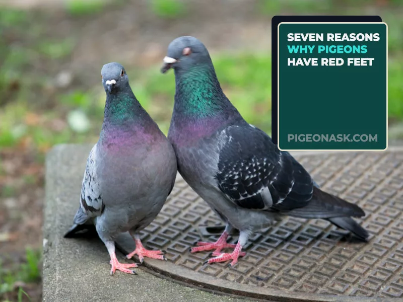 Seven Reasons Why Pigeons Have Red Feet