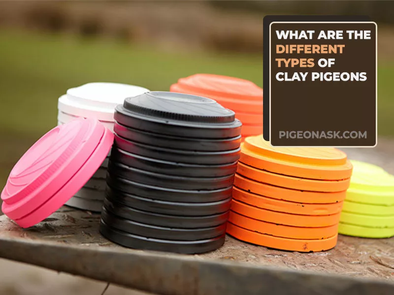 What Are the Different Types of Clay Pigeons