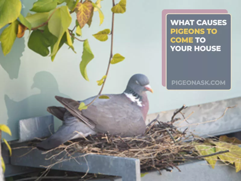 What Causes Pigeons to Come to Your House