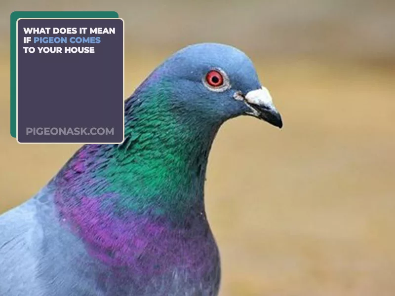 What Does It Mean If Pigeon Comes to Your House