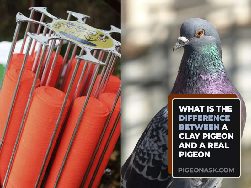 What Is the Difference Between a Clay Pigeon and a Real Pigeon?