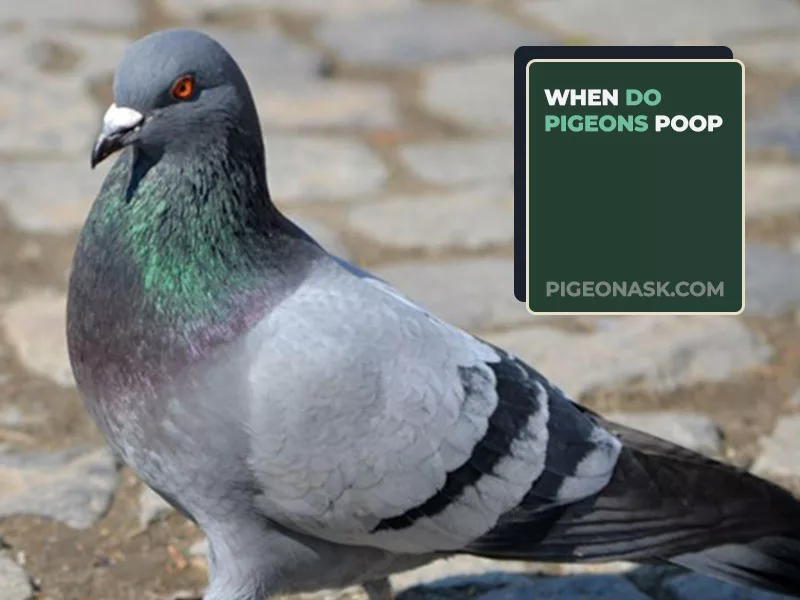 When Do Pigeons Poop