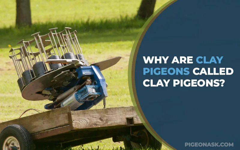 Why Are Clay Pigeons Called Clay Pigeons