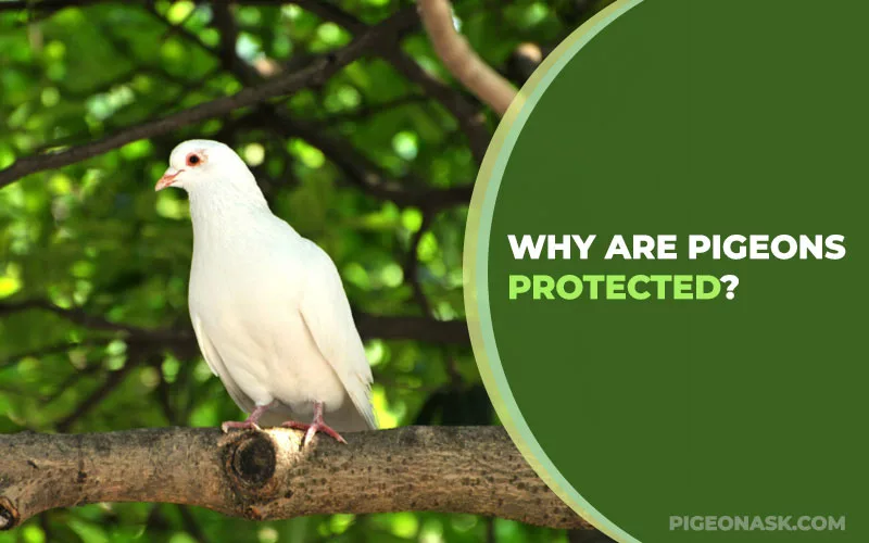 Why Are Pigeons Protected