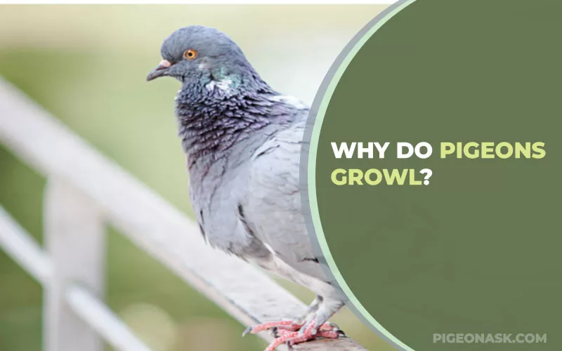 Why Do Pigeons Growl