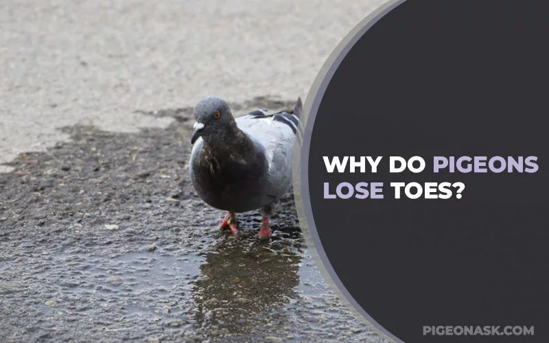 Why Do Pigeons Lose Toes