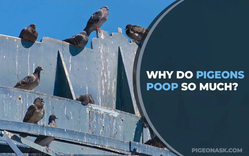 Why Do Pigeons Poop So Much