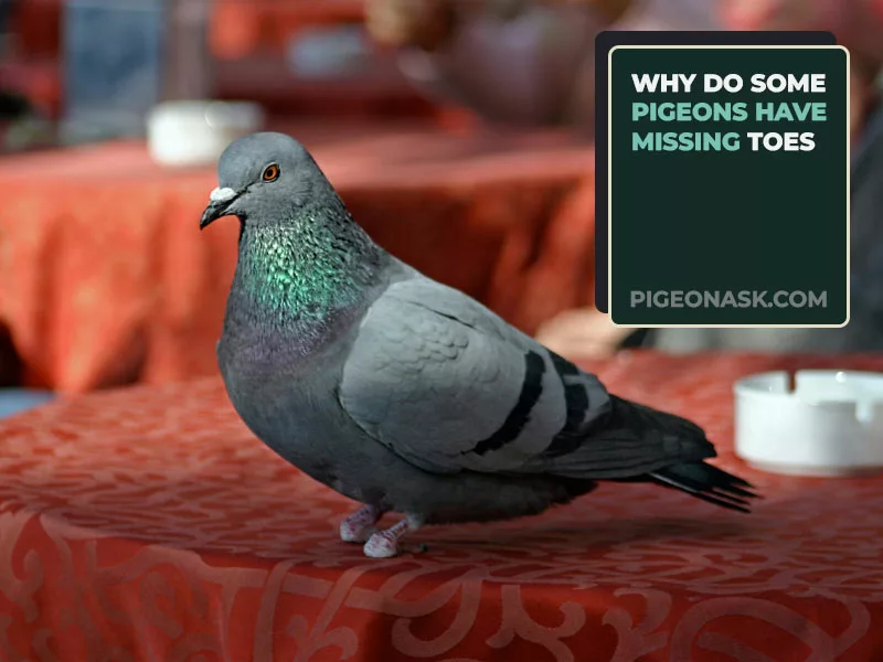 Why Do Some Pigeons Have Missing Toes