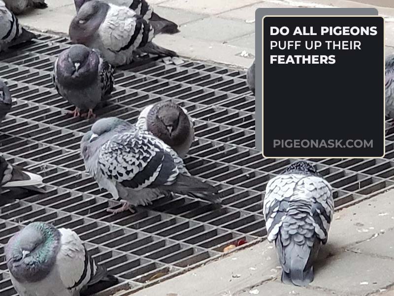 Do All Pigeons Puff Up Their Feathers