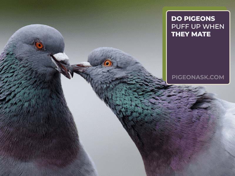 Do Pigeons Puff Up When They Mate