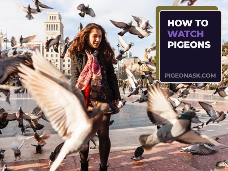 How to Watch Pigeons