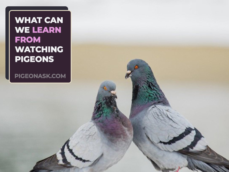 What Can We Learn from Watching Pigeons