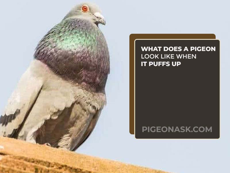 What Does a Pigeon Look Like When It Puffs Up