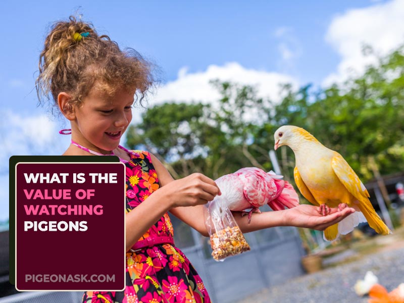 What Is the Value of Watching Pigeons